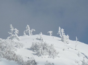 Neve sui pini Loricati, il Pollino continua a dare spettacolo