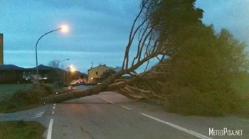 Venti di burrasca sul Centro Italia, alberi divelti in Toscana