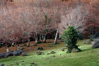 Temperature pienamente autunnali su tutte le regioni