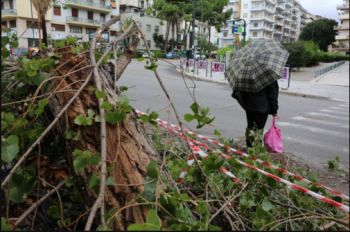 Maltempo Sicilia: alberi sradicati dal forte vento [FOTO]