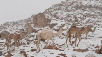 Nevicate eccezionali nell’Estremo Oriente: dall’Arabia alla Giordania immersi nella neve [FOTO]