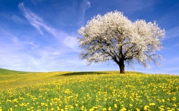 Settimana di Primavera: sole e caldo al Nord, spifferi freschi al Sud!