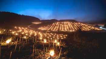 Gelate mattutine danneggiano le colture ed i vigneti, agricoltori cercano di salvare il possibile [IMMAGINI]