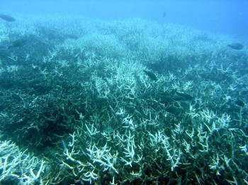 Il global warming continua a fare vittime, colpita anche la Grande barriera corallina australiana.