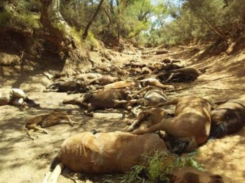 Australia: strage di cavalli morti per il caldo estremo