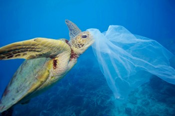 Progetto Indicit: più della metà delle tartarughe marine ingerisce plastica