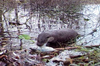 Rinascita a Chernobyl: la fauna selvatica prospera nella zona di esclusione