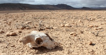 In 45 anni la Terra ha perso il 60% della fauna selvatica a causa delle attività umane