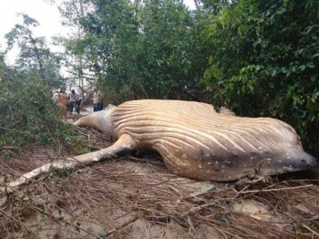 Trovata megattera nella foresta amazzonica, lontana chilometri dal suo habitat