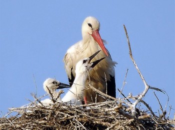 Bracconaggio senza fine: cicogna bianca uccisa nel suo nido