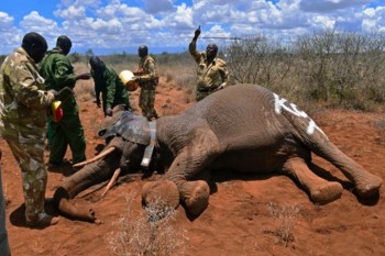 Il Kenya annuncia la pena di morte per i bracconieri