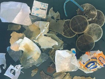 Uccisa dalla plastica: ecco cosa conteneva lo stomaco della tartaruga marina spiaggiata nel Cilento