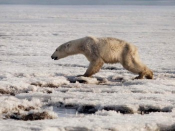 Orso polare denutrito arriva in un villaggio lontano chilometri dal suo habitat