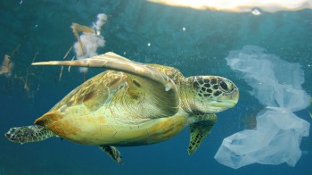 Approvato il disegno di legge Salvamare, è guerra alla plastica