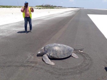 Tartaruga marina torna sulla spiaggia per deporre le uova, ma si ritrova su una pista di atterraggio