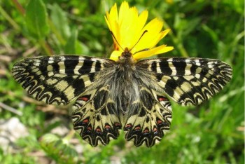 Giornata della biodiversità: in Italia 596 specie rischiano l’estinzione