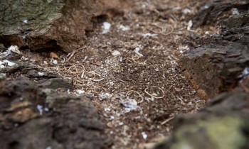 Trovati migliaia di elastici di gomma su un’isola disabitata della Cornovaglia