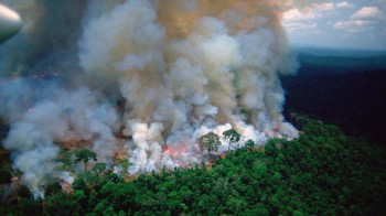 Foreste tropicali e barriere coralline stanno andando incontro al collasso