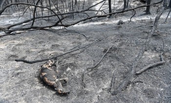 Gli incendi boschivi hanno già causato estinzioni di massa in passato. Potrebbe succedere di nuovo