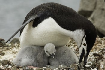 Le colonie di pinguini in Antartide sono diminuite del 77% in 50 anni