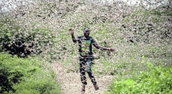 Invasione di locuste in Africa, un fenomeno più vicino a noi di quanto si pensi