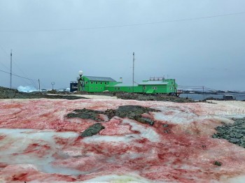 Ecco perché il ghiaccio in Antartide è diventato rosso sangue