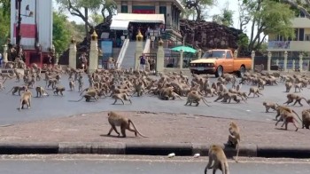 Turismo fermo in Thailandia, le scimmie invadono le strade in cerca di cibo