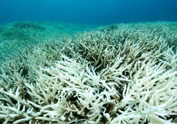 Grande barriera corallina: lo sbiancamento di quest’anno potrebbe segnare l’inizio di un evento su scala globale