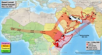 Seconda ondata di locuste  in Africa orientale, milioni di persone a rischio carestia