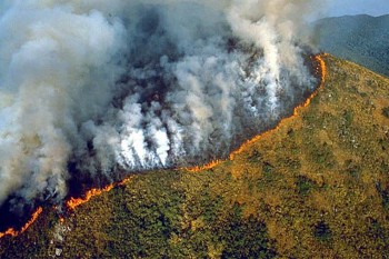 Clima: 2 gradi in più basteranno per “annientare” le foreste pluviali tropicali