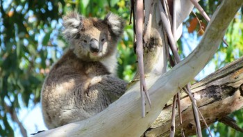 Biodiversità a rischio, ogni anno perdiamo 10 milioni di ettari di foreste