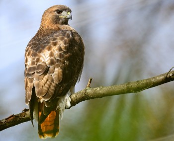 Ecco come la deforestazione ha cambiato la biodiversità negli ultimi 150 anni