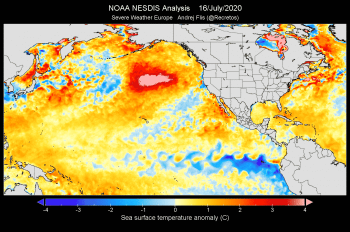 Anomalia termica delle acque del Nord del Pacifico: le conseguenze sull’ecosistema marino