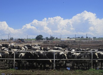 Record di metano in atmosfera, potrebbe favorire un riscaldamento di 4 °C