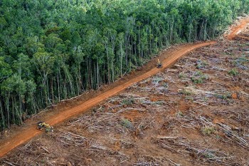 Spariti due terzi della fauna selvatica in 50 anni, colpa dell’attività umana