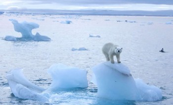 Scioglimento dei ghiacci artici: perché dovrebbe preoccuparci?