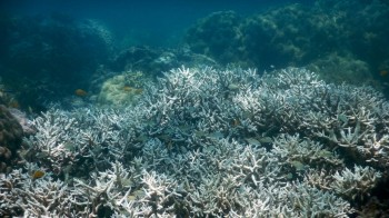 La Grande Barriera Corallina ha perso la metà dei coralli in meno di 30 anni