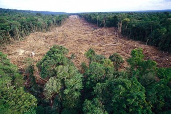 Se non fermiamo la perdita di biodiversità, ci troveremo con pandemie peggiori di Covid-19