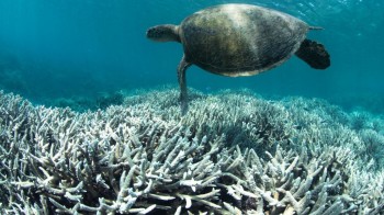 La Niña non salverà la Grande Barriera Corallina dal prossimo sbiancamento di massa