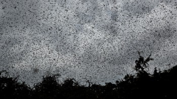 Ciclone Gati, si teme una nuova invasione di locuste nel Corno d’Africa