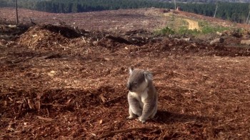 WWF: le abitudini umane causano l’80% della deforestazione globale