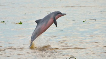 Biodiversità a rischio, scomparse altre 31 specie