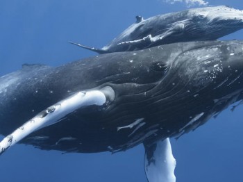 Caccia alle balene, dopo 40 anni stanno finalmente tornando nelle regioni polari