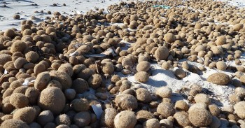 Le alghe “ci fanno un favore” intrappolando la plastica e riportandola sulle spiagge