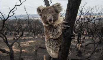 Incendi in Australia: la popolazione di koala si è ridotta del 72%