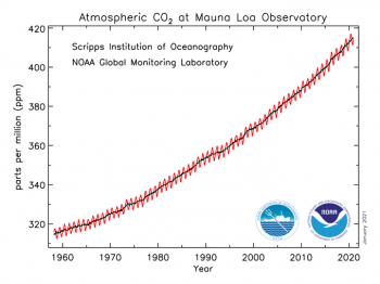 Clima: a rischio l’attuale capacità delle piante di assorbire anidride carbonica