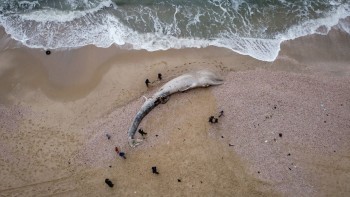 Petrolio nel Mediterraneo, per Israele è il peggior disastro ecologico di sempre