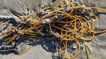 Quando i rifiuti sulle spiagge sono in realtà creature marine