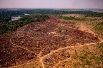 Nel 2020 la deforestazione tropicale è aumentata del 12% nonostante la crisi economica