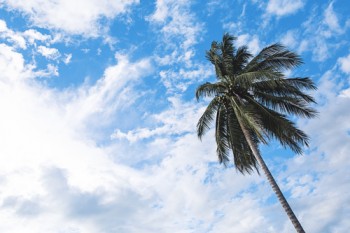 Weekend delle Palme tra ritorno della Primavera e qualche insidia: sole e piogge dove e quando?